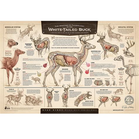 The Anatomy And Physiology Of The White Tailed Buck Ryan Kirby Wildlife
