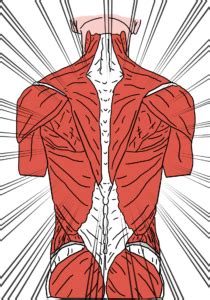 Luckily you've found this page to help you. Rückenmuskulatur - Anatomie, Funktion, Beschwerden » Krank.de