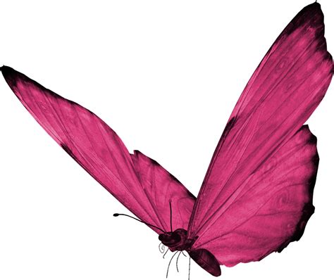 30,673 transparent png illustrations and cipart matching butterfly. Download Png Butterfly Hd | PNG & GIF BASE