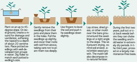 Miyawaki method of tree planting explained in simple terms. Planting potted seedlings through the Miyawaki method ...