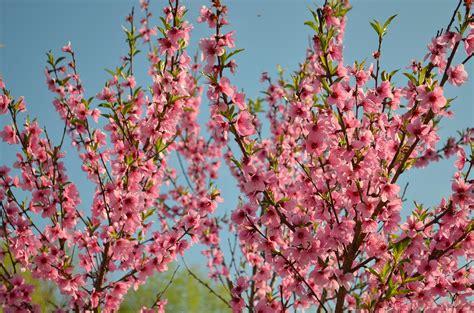 Free Images Branch Blossom Flower Bloom Food Spring Produce