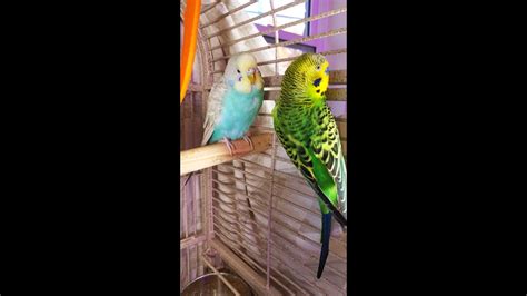 3 Hr Happy Parakeets Eating Singing Playing Budgies Chirping Reduce
