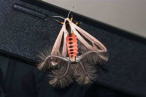 This Incredible Moth Is One Of Australias Strangest Insects