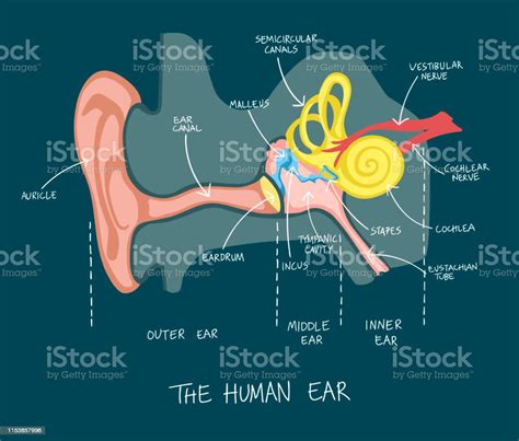 Hand Drawn Illustration Of Human Ear Anatomy Stock Illustration
