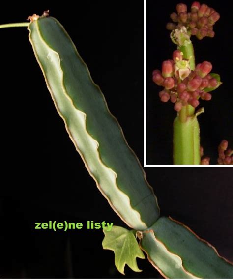 ZEL(e)NÉ LISTY - Werbář - sukulenty - Cissus cactiformis
