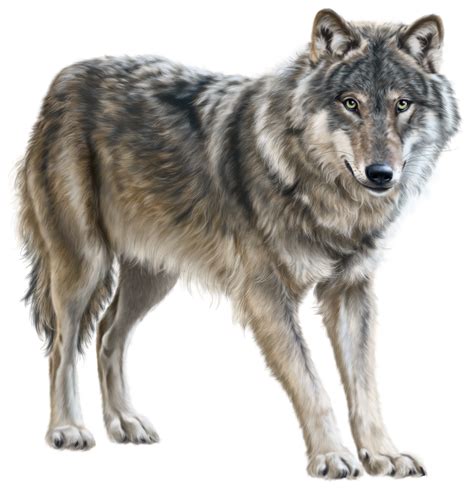 Wolf Png Transparent Image Download Size 1280x1322px