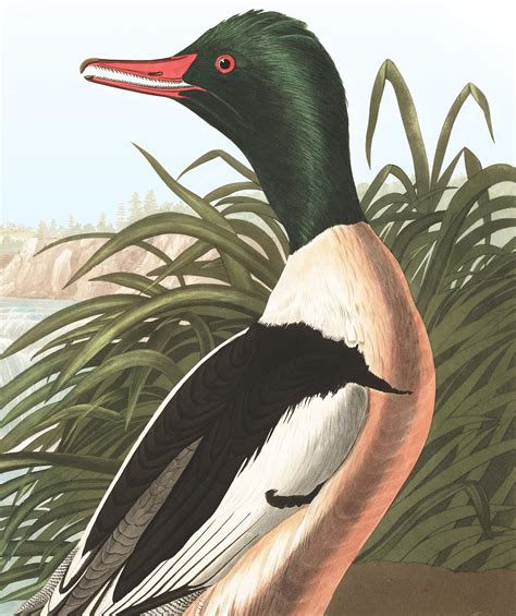 Goosander | John James Audubon's Birds of America