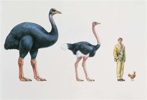 10 Interesting Facts About Giant Elephant Birds