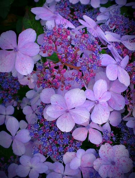 Hydrangea Serrata Bluebird Zone 5 4 6 H X W Blooms Spring Summer
