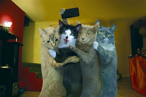 Download Funny Cat 4k Ultra Hd Wallpaper