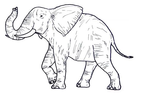 Wild Animal Coloring Pages Best Coloring Pages For Kids