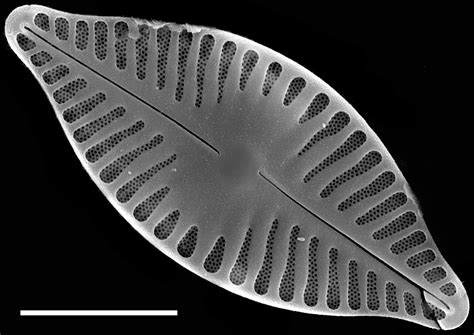 Image Nrsa016714 Species Diatoms Of North America