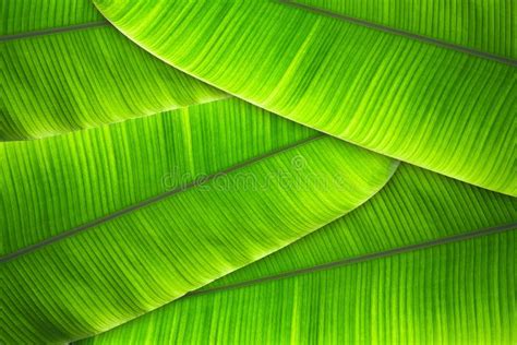 Banana Leaves Tree Textured Abstract Background Stock Image Image Of