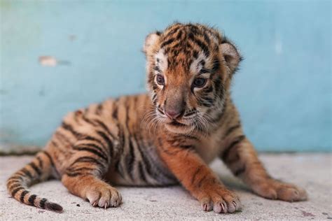 Fifth Endangered Bengal Tiger Born In Cubas National Zoo Bcnn1 Wp