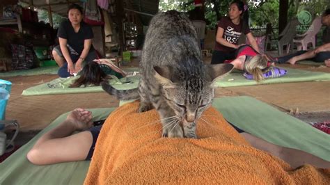 Cat Give Massage To Human Elephantnews Youtube