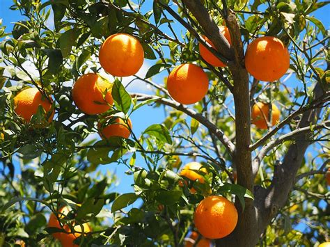 Free Download Shallow Focus Tree Orange Fruits Oranges Orange