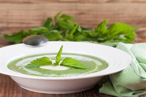 Soupe d orties la recette d un potage aux milles vertus