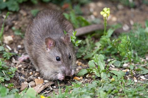 Mice Dangerous Health Hazards For Humans