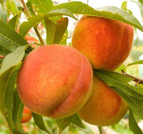Florida has very different fruit growing climates from north to south. Florida Crest Peach Tree | Ison's Nursery & Vineyard