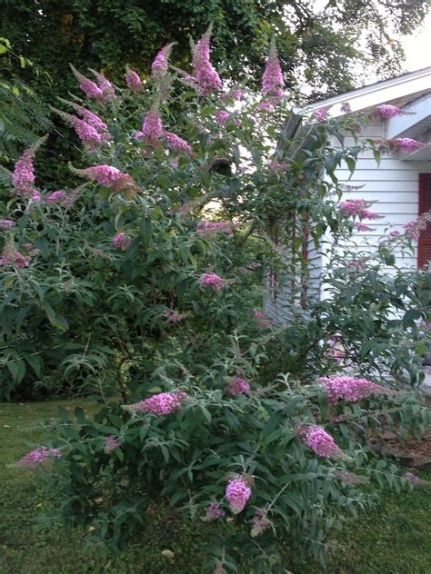 This compact garden includes wildlife favorites like bee balm, sedum, and butterfly bush. Butterfly bush | English cottage garden, Cottage garden ...