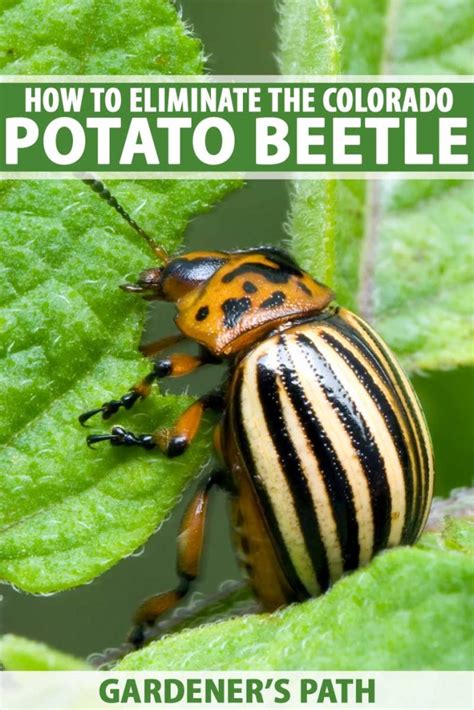 How To Control And Get Rid Of Colorado Potato Beetles Gardeners Path