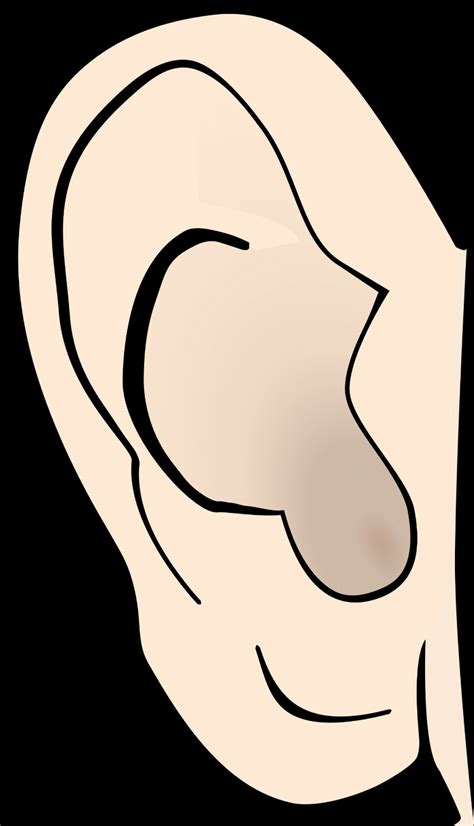 Download High Quality Ear Clip Art Left Transparent Png Images Art