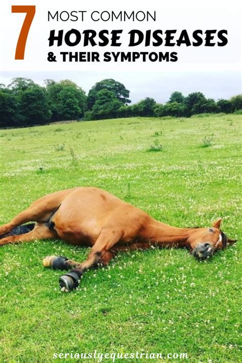The 7 Most Common Horse Diseases And Their Symptoms Seriously Equestrian