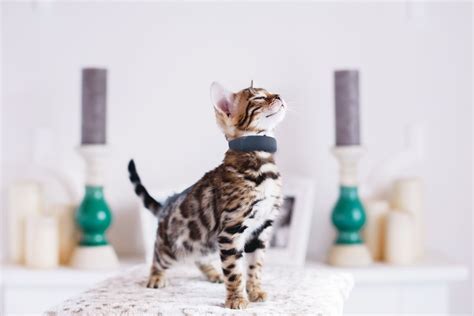 The best cat gps trackers to stop you fretting about your careless kitty again. Tractive announces its first GPS tracking collar for cats ...