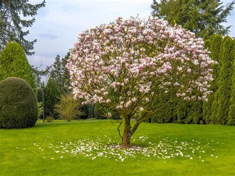 How To Prune Standard Magnolia Tree Intensive Weblog Diaporama