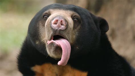 Newsela Sun Bears Mimic Each Others Facial Expressions To Communicate