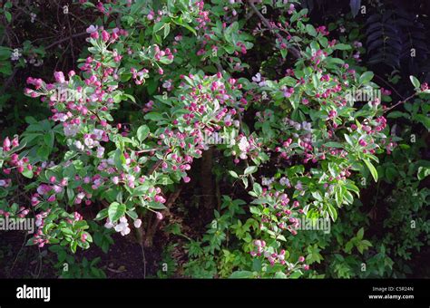 Malus Cultivar Evereste In Mid Spring Uk Stock Photo Alamy
