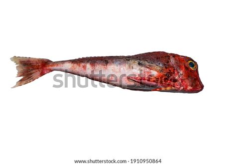 Piper Gurnard Piper Lyre Gurnard Fish Stock Photo 1910950864 Shutterstock