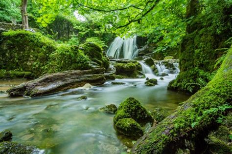 Temperate Celtic Rainforest Wales Nature Teaching Wiki