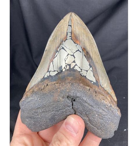 Fossils For Sale Fossils 525 Inch Decorative Megalodon