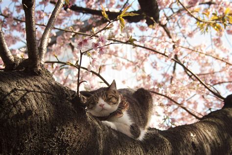 Sakura Cat By Risachantag On Deviantart