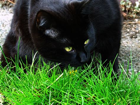 Während einige menschen die putzigen kleinen tierchen lieben und am liebsten als haustier halten, werden sie von anderen rigoros gejagt. Mein süßer Kater jagt Mäuse im Garten Foto & Bild | tiere ...