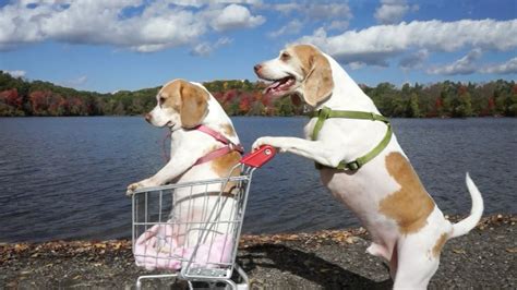 Dogs Epic Shopping Cart Voyage Funny Dogs Maymo And Penny