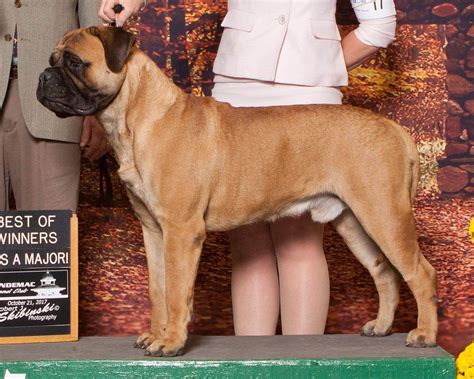 You may contact me via. Bullmastiff Puppies For Sale Mastiff Puppies For Sale