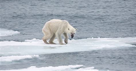 Russian Polar Bear Invasion Is A Sign Of Something Much Bigger Ecowatch