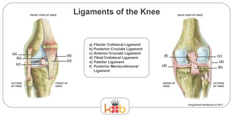 Diagram Broken Knee Bones Diagram Mydiagram Online