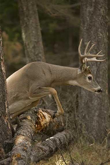 Amazing Photos Of Jumping Deer Whitetail Deer Hunting Deer