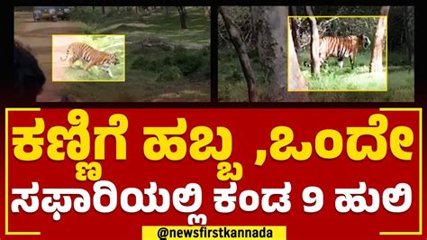 Bandipur Tiger Safari ಬಂಡೀಪುರದಲ್ಲಿ ಸಫಾರಿಗೆ ಹೋದವ್ರಿಗೆ ಕಂಡಿದ್ದು 9 ಹುಲಿಗಳು Tiger Newsfirst