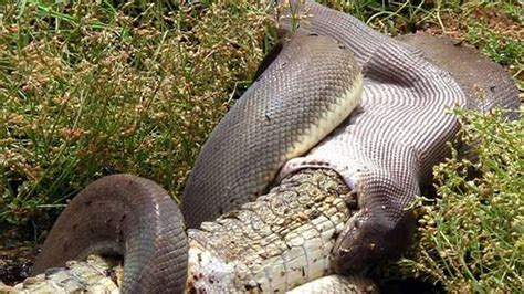 Snake Eats Crocodile After 5 Hour Battle Wordlesstech