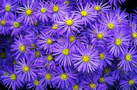The Best Plants For A Burst Of Colour In Your Garden This Autumn And