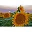 Information About Sflowerjpg On Sunflowers  Davis LocalWiki