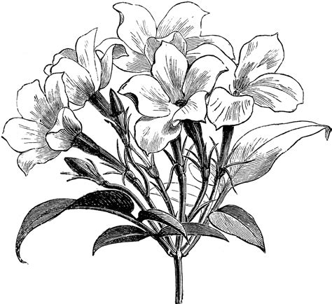 Inflorescence Of Jasminum Officinale Affine Flower Drawing Flower