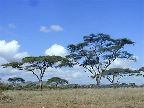Acacia Trees Tanzania Photo Serengeti National Park Tanzania