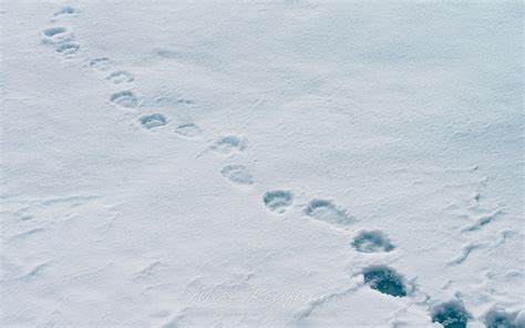 Polar Bear Footprints On An Ice Floe Near Svalbard Spitsbergen