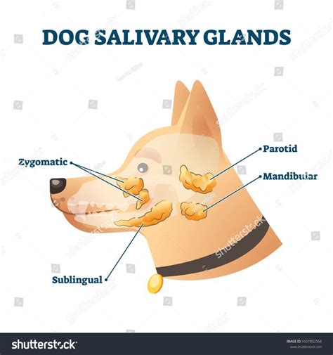 Dog Salivary Glands Vector Illustration Animal Anatomy Educational