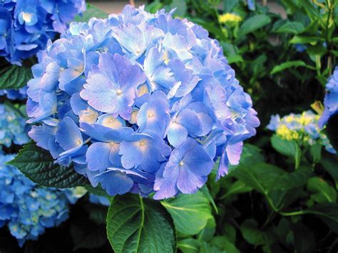 If you're pruning to shape the container hydrangea, make your trimming cuts just above a healthy bud or shoot. Garden: Tips for growing hydrangeas in pots - The Morning Call